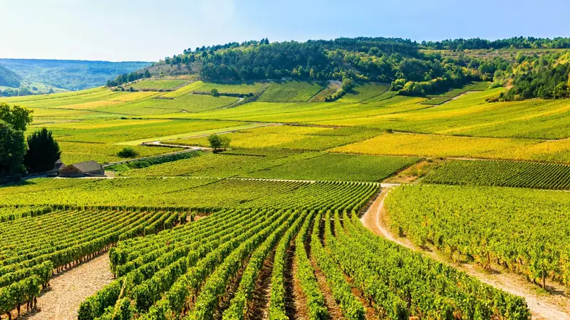 Burgonya Chardonnay üzüm bağları