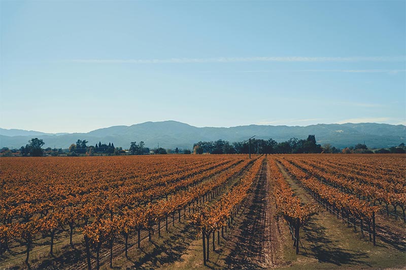 Napa Chardonnay üzüm bağları